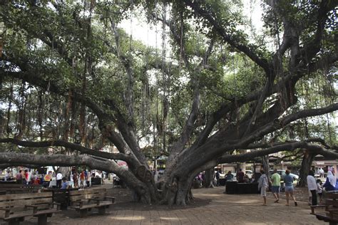 Arborists continue fight to save Lahaina's iconic banyan tree