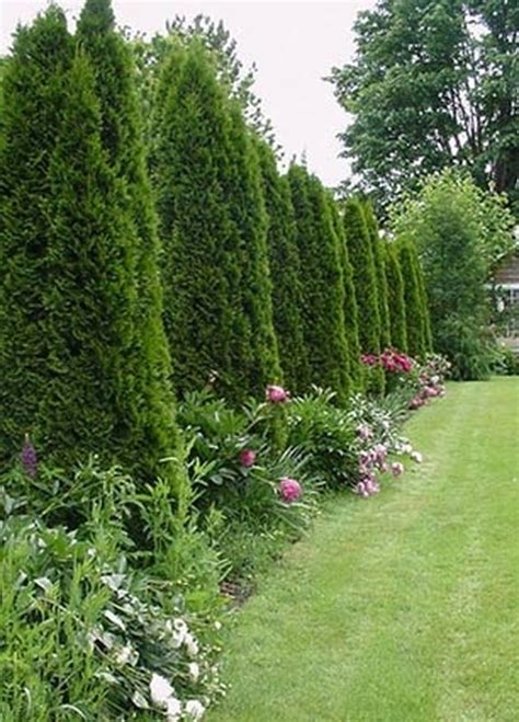 Arborvitae/Fence Question?? - HomeOwnersHub