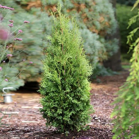 Arborvitae Trees for sale in Yeagertown, Pennsylvania - Facebook