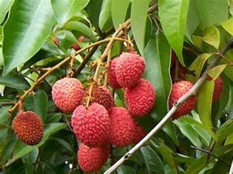 Arbre fruitier persistant