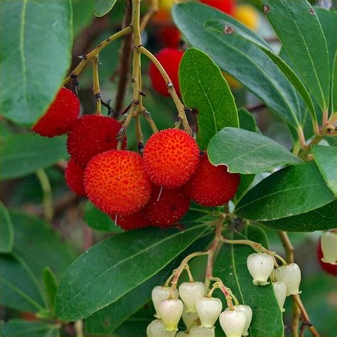 Arbutus unedo strawberry tree. Arbutus unedo, Strawberry Tree – Pot. $ 19.95 incl. GST. Available on backorder. Add to cart. Add to Wishlist. Description. A broad-leaf evergreen that has small, bell-shaped flowers hanging down during Autumn. From these, strawberry-like fruit develop being pale green and gradually turning to yellow and finally to red when fully ripe attract ... 