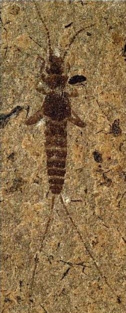 Eodermaptera is an extinct suborder of earwigs known from the Middle Jurassic to Mid Cretaceous. Defining characteristics include " tarsi three-segmented, tegmina retain venation, 8th and 9th abdominal tergite in females are narrowed, but separate from 10th tergite and not covered by 7th tergite and exposed ovipositor " [1] They are considered .... 