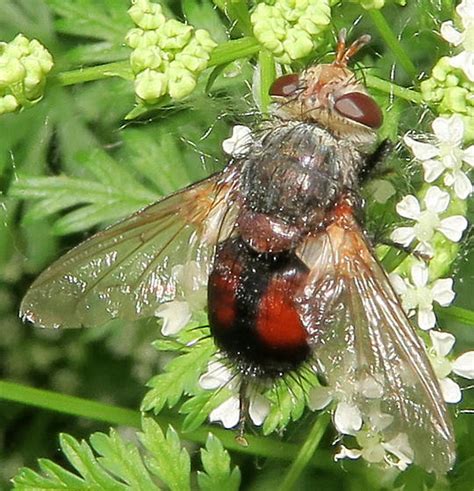 Archytas lateralis - Wikipedia