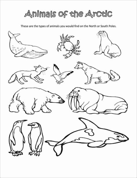 Arctic Animals Coloring Sheets