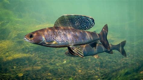 Arctic Grayling (Thymallus arcticus) - Species Profile