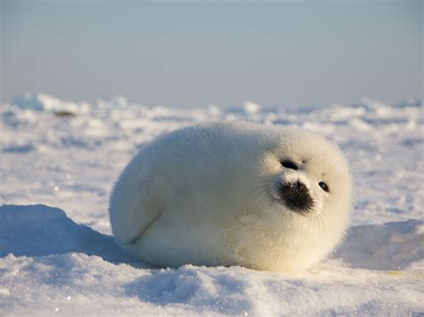 Arctic Seal - s8a1ef1f585ea1c4a.jimcontent.com