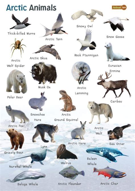 Arctic animals k 3 teacher s guide sea world education. - Laparoscopic hernia surgery an operative guide arnold publication.