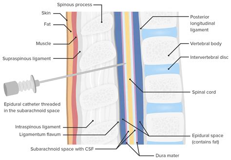 Arcuate Line: What Is It, Clinical Significance, and More Osmosis