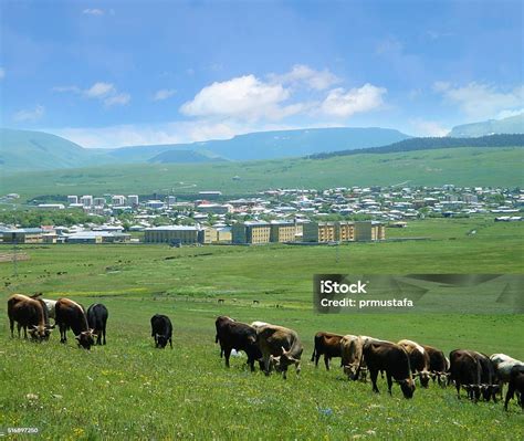 Ardahan Gole terapi halı yıkama