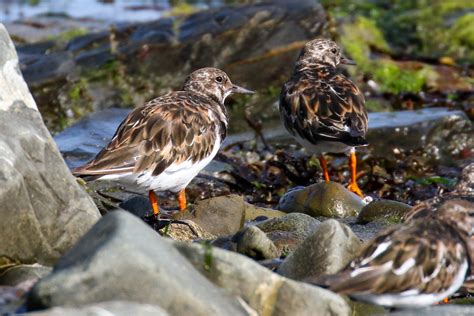 Ardgillan Park - Birdwatching Ireland