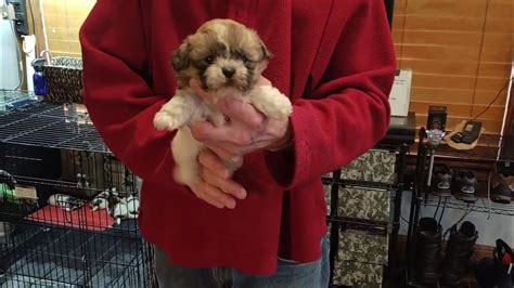 Teddy bear puppies for sale in Minnesota 1/2 shih tzu & 1/2 bichon, shichon, zuchon Non-Shed Hypoallergic GREAT WITH KIDS & OTHER PETS ArdyWeb.com Minne...