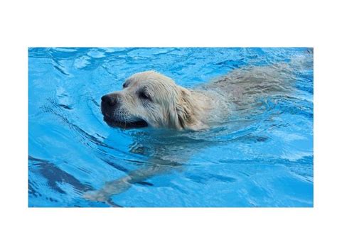 Are All Dogs Born With the Ability to Swim? Psychology …