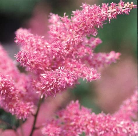 Are Astilbe Poisonous? Plant Addicts