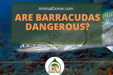 Are Barracudas Dangerous? Surprising Answer! - Animal Dome