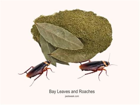 Are Bay Leaves Good for Killing Roaches? - Siyanda …