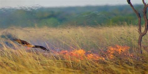 Are Black Kites Avian Arsonists, Spreading Wildfires to …