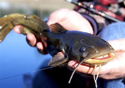 Are Bullhead Catfish Good To Eat? Fascinating Bullhead Catfish …