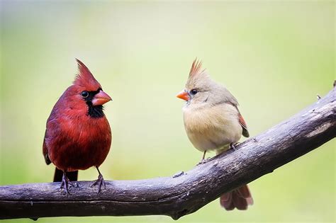 Are Cardinals Rare Birds To See in Florida? Answered