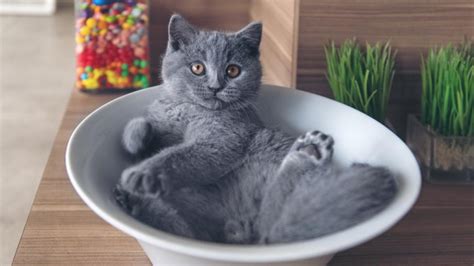 Are Cats Both a Liquid and a Solid? PetMD