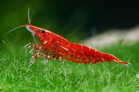 Are Cherry Red Shrimp Good Algae Eaters?