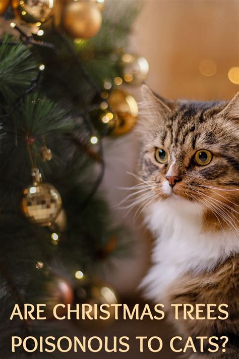 Are Christmas Trees Poisonous To Cats? - Backyard Garden Lover