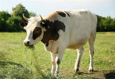 Are Cows Opportunistic Omnivore? - corapark.com