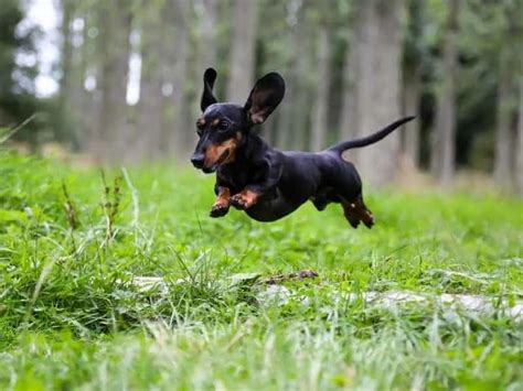 Are Dachshunds Good Dogs? (Explained for Beginners) - LittleHa…