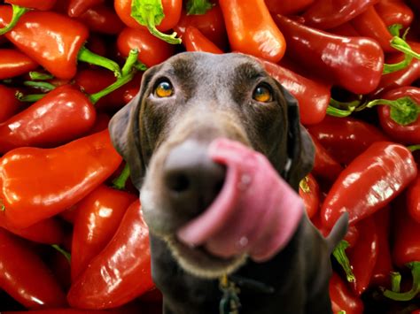 Are Dogs Affected By Hot Peppers - BikeHike