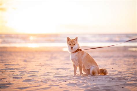 Are Dogs Allowed on Orange Beach? Local Rules …