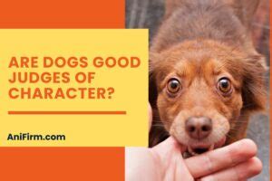 Are Dogs Good Judges of Character? Doggy Alley