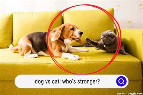 Are Dogs Stronger Than Cats? - SirDoggie.com - Dog Play …