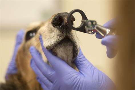 Are Dogs Used For Cosmetic Testing
