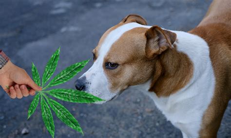 Are Drug Dogs Trained To Smell Thc Or Cbd