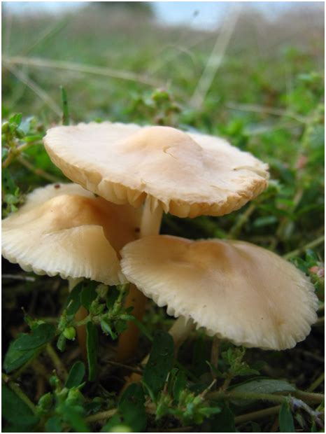 Are Fairy Ring Mushrooms Edible? – thegrowingleaf