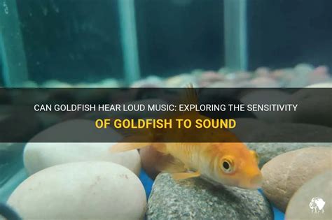 Are Fish Sensitive To Loud Music? - Caniry