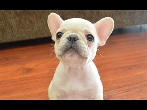 Are French Bulldog Puppies Hyper