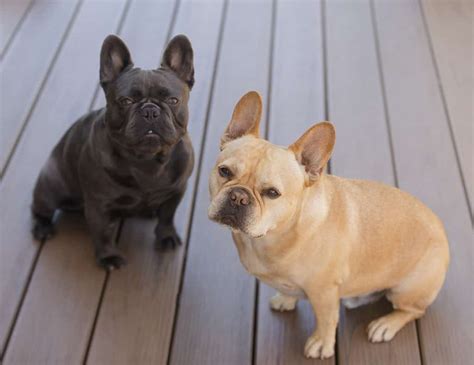 Are French Bulldogs Hypoallergenic?