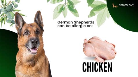 Are German Shepherds Allergic to Chicken? Risks To Know