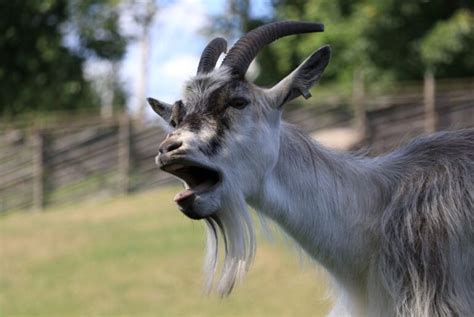 Are Goats Noisy? (5 Common Reasons They Make Noise)