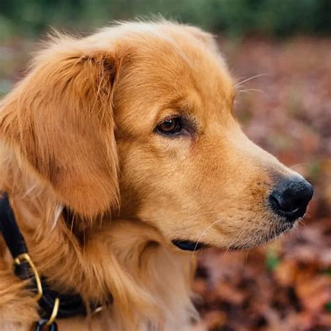 Are Golden Retriever’s ears cleared for takeoff?