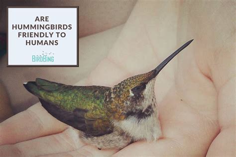 Are Hummingbirds Friendly To Humans? - Birdwatching …