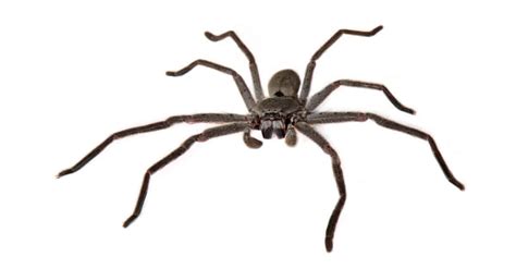 Are Huntsman Spiders Dangerous? - AZ Animals