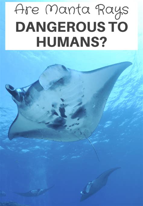 Are Manta Rays Dangerous To Humans? - XploreDive