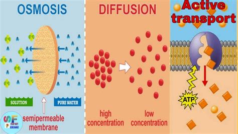 Are Osmosis And Diffusion Active Transport