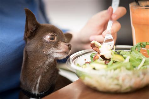 Are Pickles, Pickle Juice, And Dill Good Or Bad For Dogs In 2024?