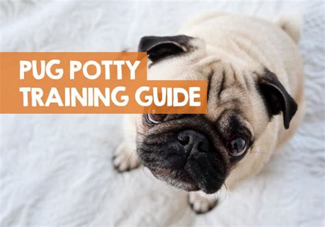 Are Pug Puppies Easy To Potty Train