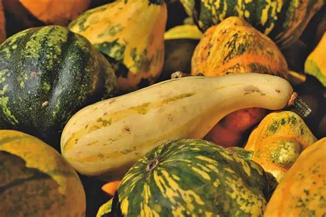 Are Pumpkins Squash or Gourds? - GardenFine