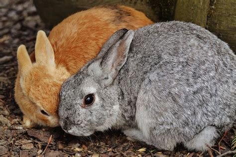 Are Rabbits Omnivores? - Our Lovely Rabbits