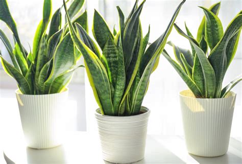 Are Sansevieria Toxic To Dogs? - SmileySprouts