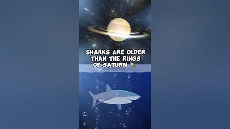 Are Sharks Older Than The Rings Of Saturn